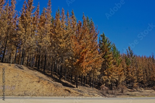 bosque quemado