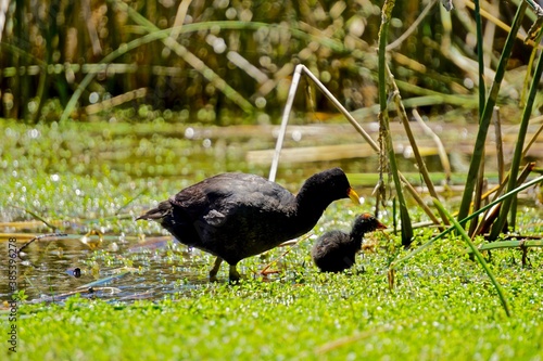 aves acuaticas