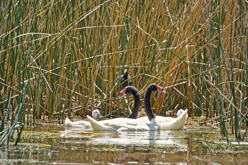 cisnes
