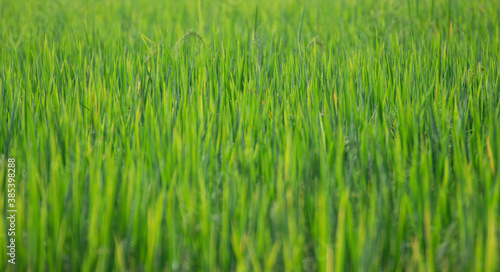 Green rice fields during the day  make it look comfortable
