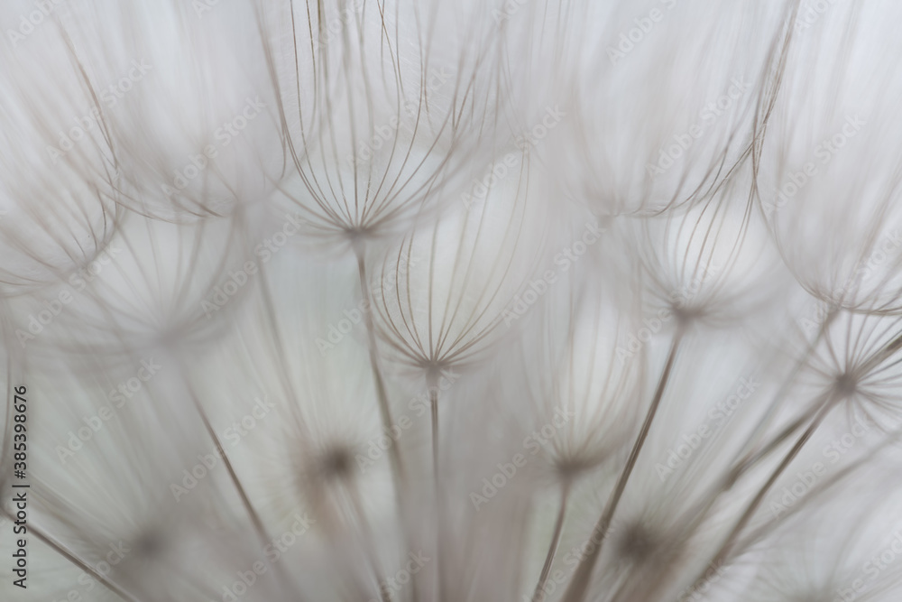 Defocused image of goat`s-beard plant with grey pastel shades. Blurry abstract background ready for your design Defocused image of goat`s-beard plant with grey pastel shades. Blurry abstract background ready for your design