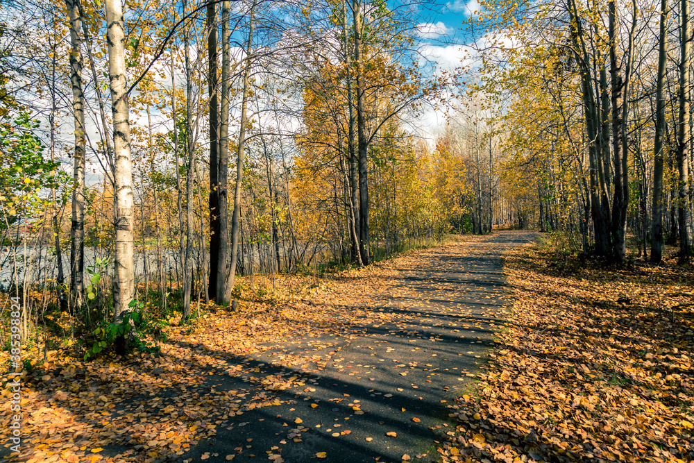 Fototapeta premium Forest road covered with fallen autumn leaves
