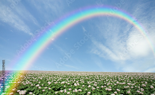 ジャガイモ畑のジャガイモの花と雲と虹