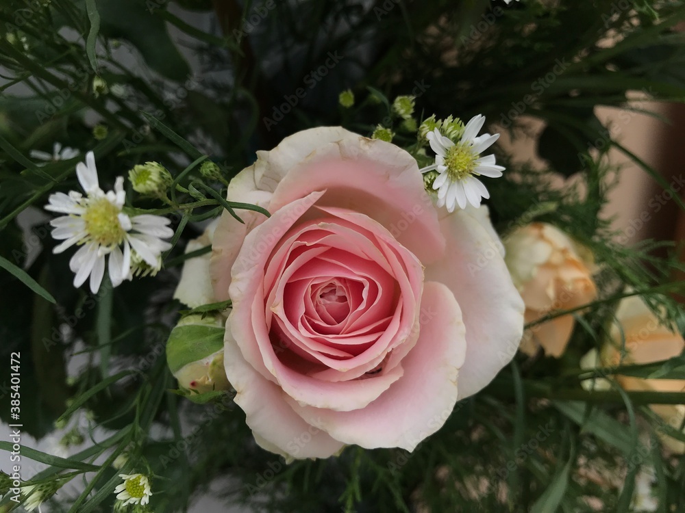 pink rose in a garden