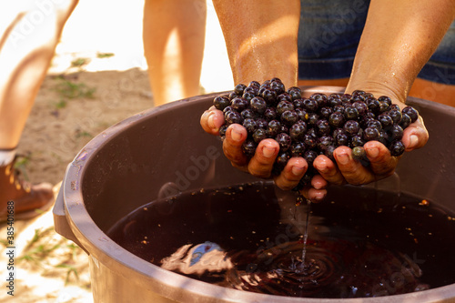 Açaí da Amazonia