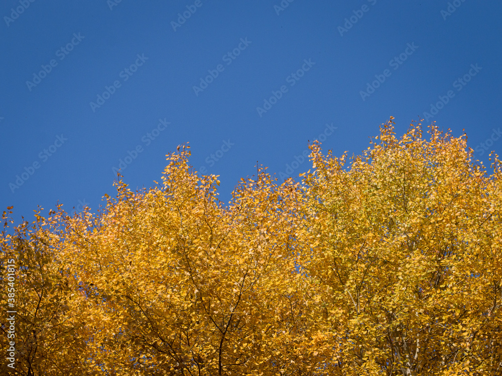 Autumn yellow leaves on the branches of a tree against a bright blue sky. Autumn yellow leaves on the branches of a tree against a bright blue sky.