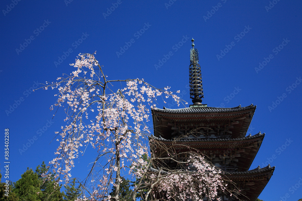 桜咲く醍醐寺 桜咲く醍醐寺