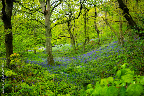 Ancient English bluebell woods with a winding path and trees