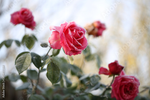 Close-up shot of pink blossoming roses with green leaves in a frosty autumn morning with a rime frost on leaves and heads.