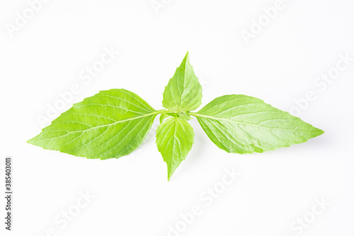 Basil leaves in white background.Green leaves  of herbs.