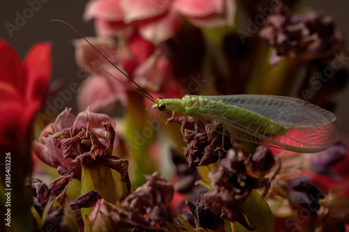 Typical Green Lacewing in a flowering plant photo