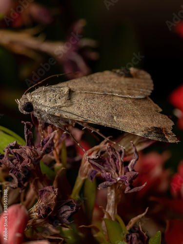 Graphic Owlet Moth in a flowering plant photo