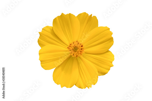 Beautiful yellow cosmos flower (Coreopsideae) Isolated on white background. Object with clipping path.