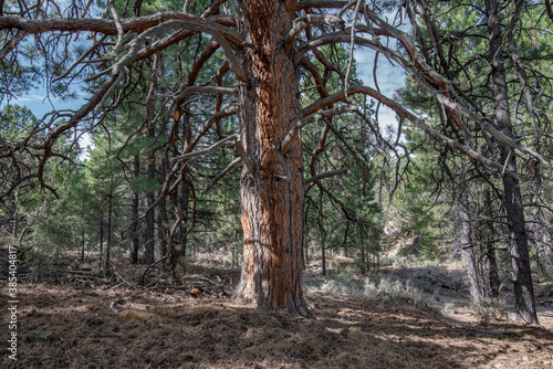 The large trunk of a mighty ponderosa pine tree (Pinus ponderosa) on the north side of the Clover Mountains in Lincoln County, Nevada, USA
