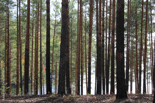 Forest and lake scenery. Trees trunk nature background for card, wallpaper, notebook, wrapping