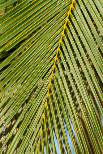 Close-up view of fresh green palm tree leaf