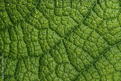Close-up of a leaf textured background, beautiful nature texture concept