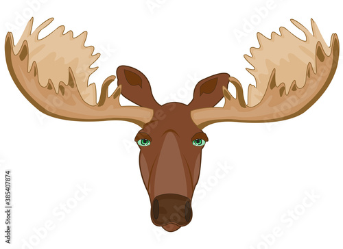 Head of the wildlife moose with greater horn