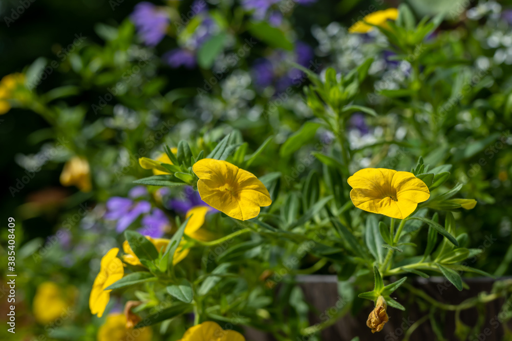 Beautiful calibrochao, yellow million bells flower, with many blossoms in springtime, with shallow depth of field focus. Beautiful calibrochao, yellow million bells flower, with many blossoms in springtime, with shallow depth of field focus.