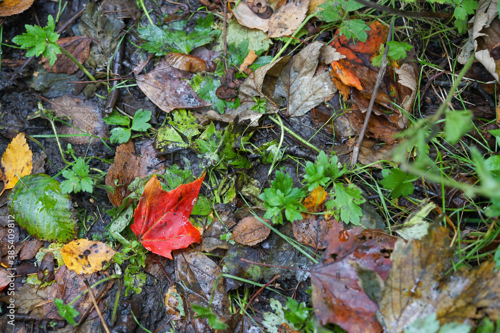 Red autumn leaf aboung green Red autumn leaf aboung green
