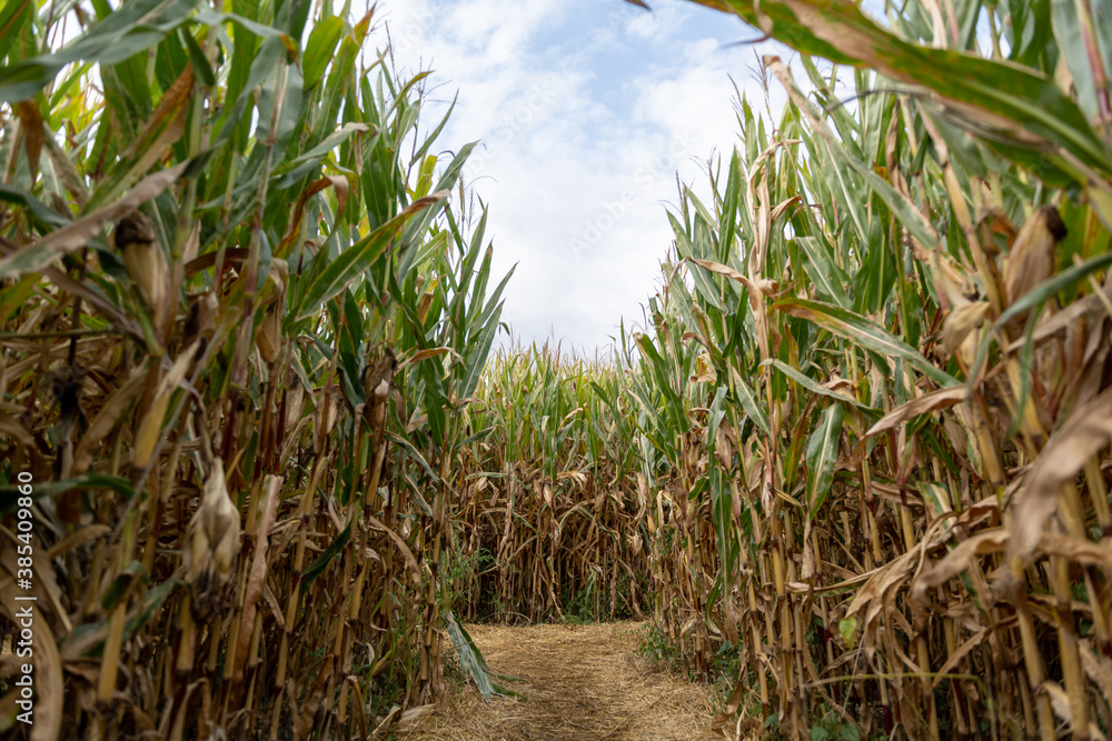 Fototapeta premium Corn maze in haunted field