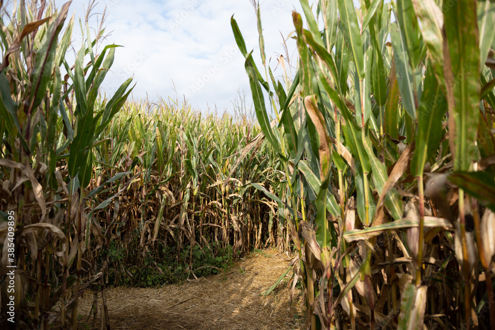 Fototapeta premium Corn maze in haunted field