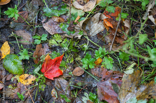 Red autumn leaf aboung green