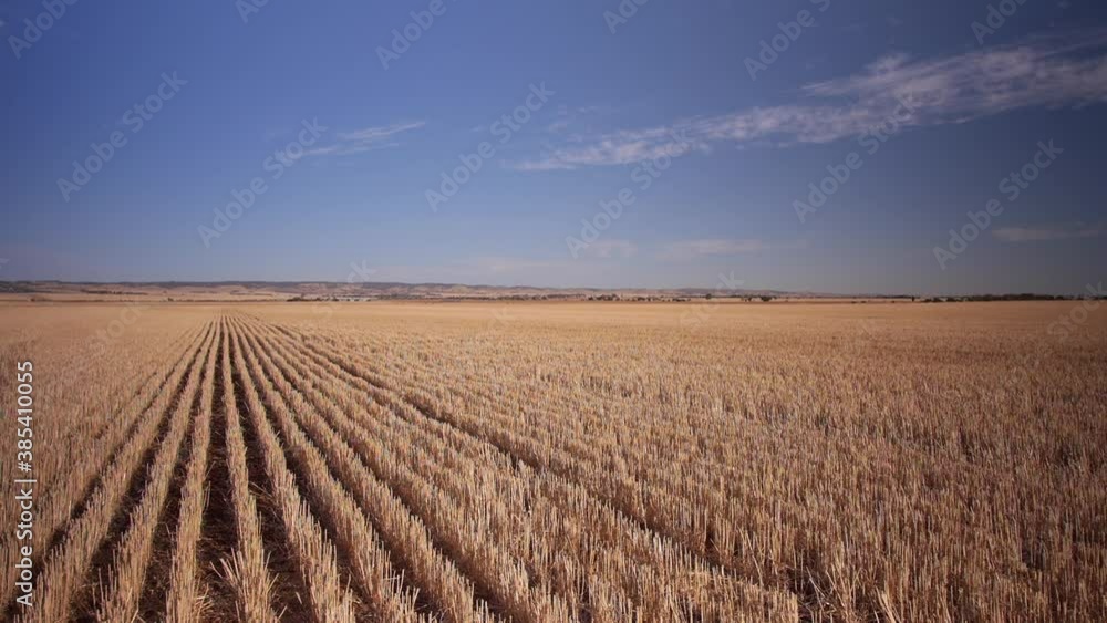 Wheat barley stubble rows on blue sky day in rural Austalia Wheat barley stubble rows on blue sky day in rural Austalia