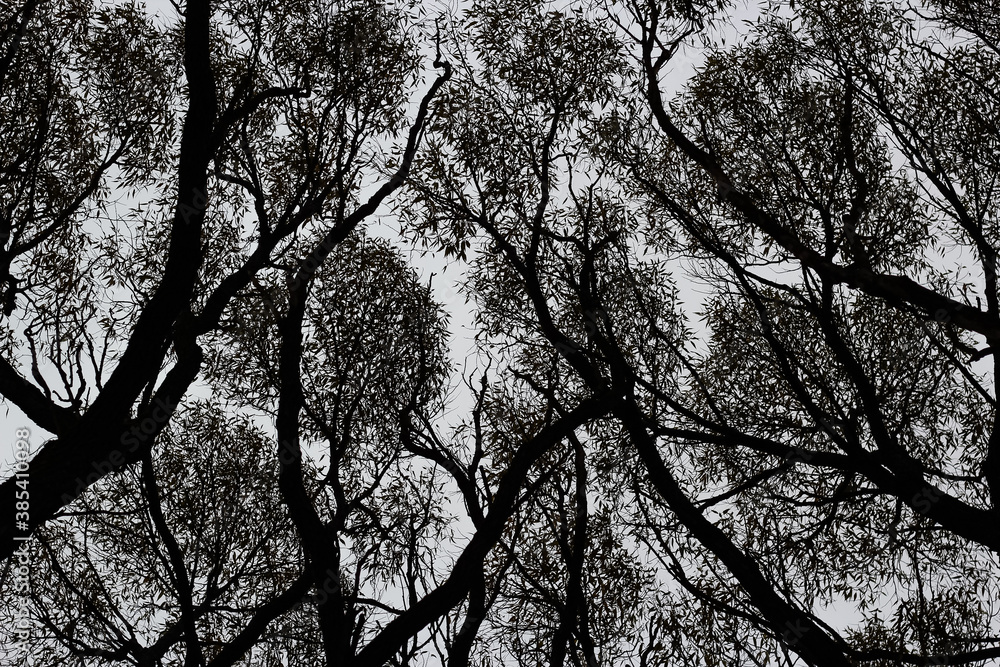 fantastic crown of trees
fantastic crown of trees