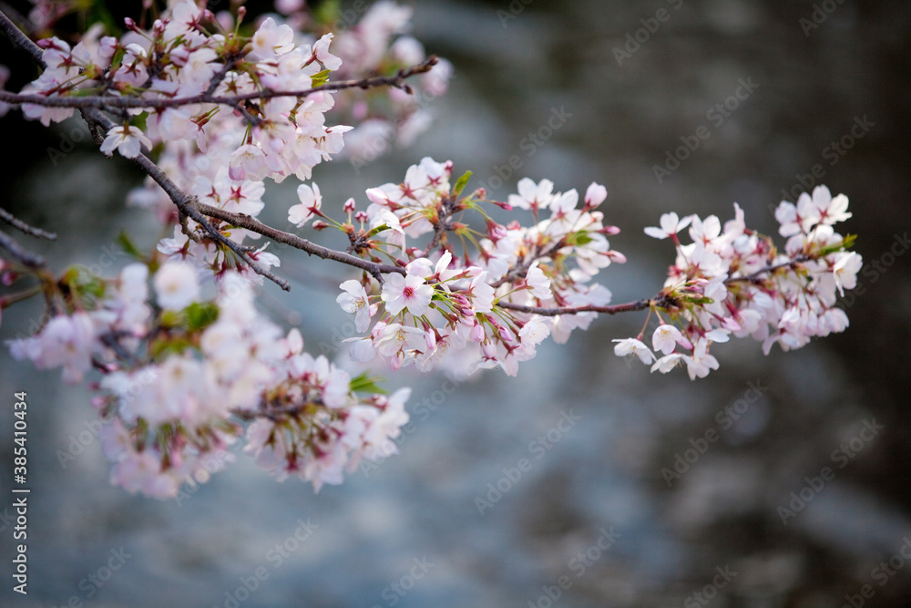 Fototapeta premium 川面の桜