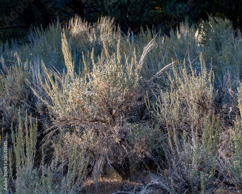 Wyoming big sagebrush (Artemisia tridentata subsp. wyomingensis) is the dominant shrub across millions of acres of Great Basin Desert and the State Flower of Nevada. photo