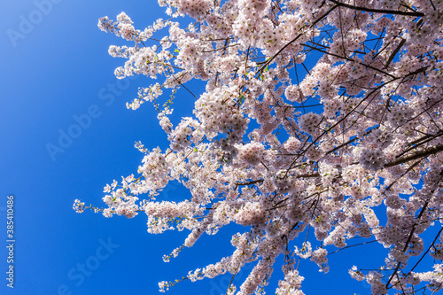 Spring blooming sakura cherry tree with flowers branch