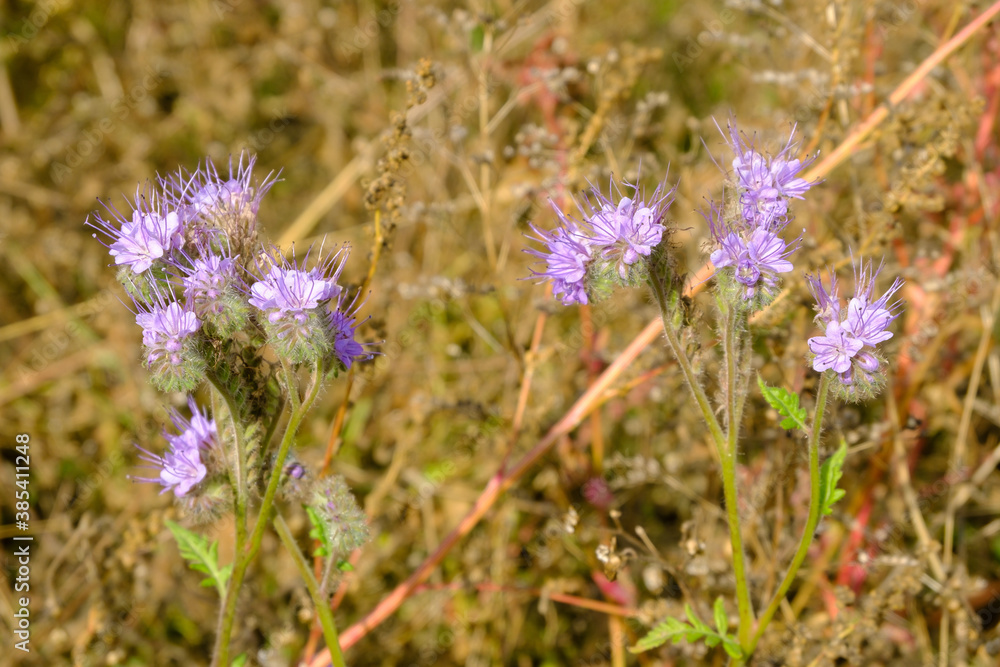 Phacelia tanacetifolia. Gorgeous blue flowers of amazing shape. They are used not only as decoration, but also as siderates in agriculture. Phacelia tanacetifolia. Gorgeous blue flowers of amazing shape. They are used not only as decoration, but also as siderates in agriculture.