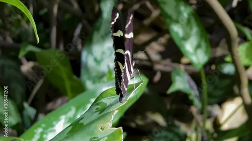 Butterfly flapping its wings slowly on a leaf