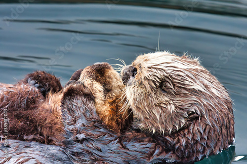 Loving sea otter mother loving her baby.