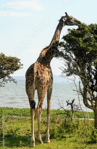 giraffe in the savannah