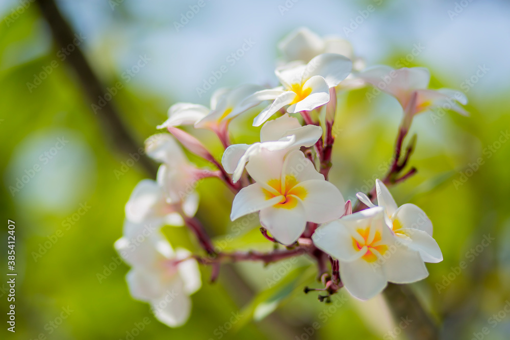 The nice Plumeria flowers name in Thai call Lelawade The nice Plumeria flowers name in Thai call Lelawade
