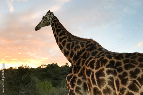 silhouetted large African Giraffe in a South African wildlife reserve