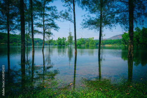 reflection of trees in the water