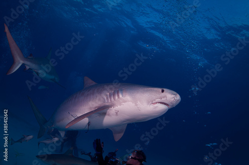Tiger Shark © scubagreg123