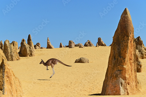 Western grey kangaroos hopping in the Pinnacles Desert near Cervantes in Western Australia