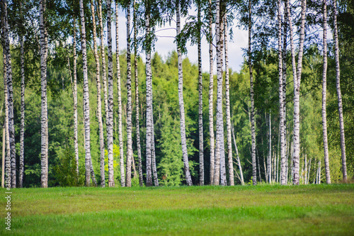 Gorgeous landscape with birch forest