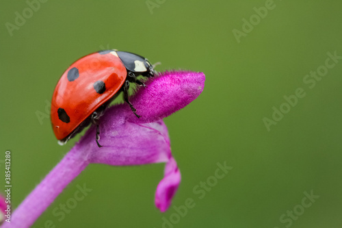 Ladybug and flower on a green background