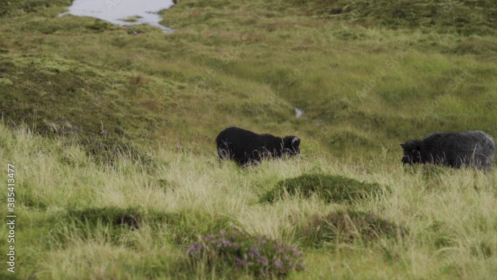 Black goats grazing on green grass landscape on Vagar Island,Faroe Island.Static wide shot. Black goats grazing on green grass landscape on Vagar Island,Faroe Island.Static wide shot.