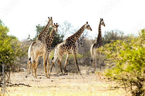 African Giraffe in a South African wildlife reserve