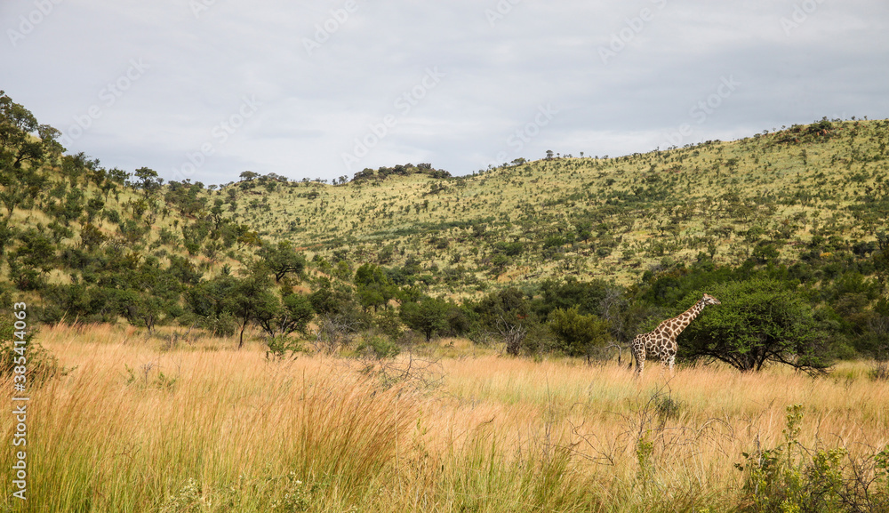 African Giraffe in a South African wildlife reserve