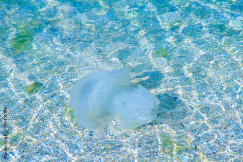 Aurelia Medusa swims near the shore at the beginning of the winter season. Environmental disaster on the Kamchatka Peninsula:marine animals are washed ashore. Dead jellyfish in the water photo