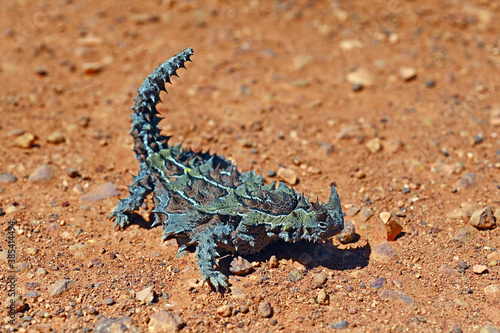 Thorny Devil in Western Australia Outback © Rafael Ben-Ari