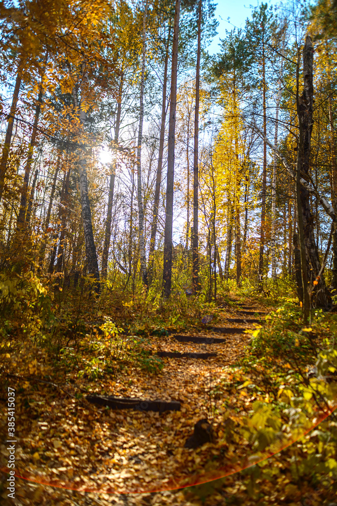 Yellow autumn forest with fallen autumn leaves. Yellow autumn forest with fallen autumn leaves.