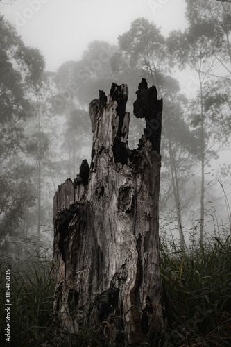 Vestigios de uma grande árvore queimada na floresta